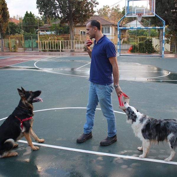 אימון עם שני כלבים במגרש
